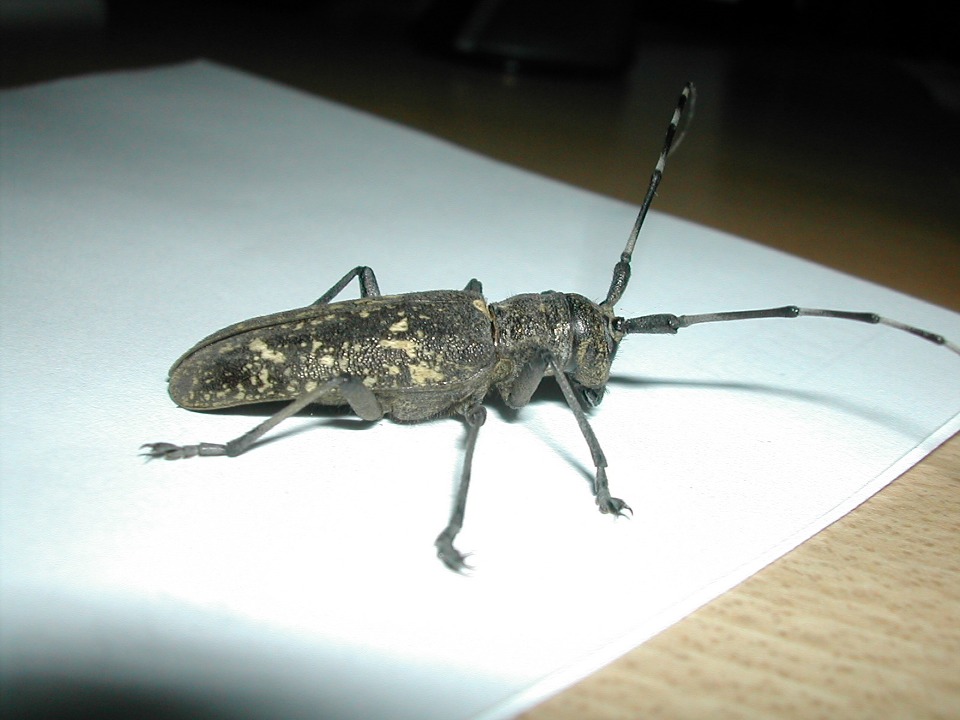 femmina di Monochamus cfr sutor